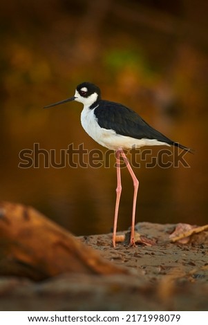 Black-necked Stilt, Himantopus mexicanus, breeds from west and southeast USA to south Chile and south Argentina. Black and white bird with long red leg. Cano Negro Reserve in Costa Rica.