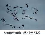 Black-necked stilt (Himantopus mexicanus) flying on blue sky background.