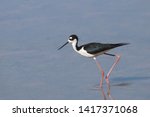 Black-necked Stilt (himantopus mexicanus) (shorebird)