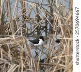 Black-necked Stilt (himantopus mexicanus) viewed through a hole in some dry cattails