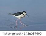 Black-necked Stilt (himantopus mexicanus) wading in some water