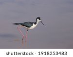 Black-necked Stilt (himantopus mexicanus) wading in shallow water
