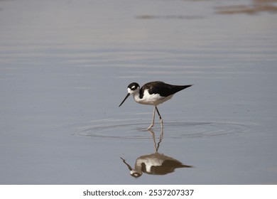 Black-necked Stilt (himantopus mexicanus) wading in shallow water - Powered by Shutterstock