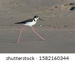 Black-necked stilt (Himantopus mexicanus)  walking on the beach, Galveston, Texas, USA.