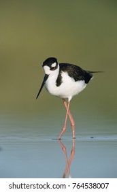 Black-necked Stilt, Himantopus Mexicanus,adult, Lake Corpus Christi, Texas, USA, May