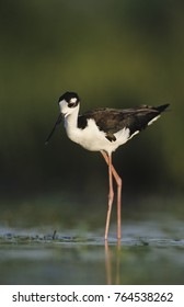 Black-necked Stilt, Himantopus Mexicanus,adult, Lake Corpus Christi, Texas, USA, May