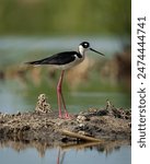 Black-necked Stilt at home in the shallow water of the wetlands...
