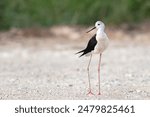 Black-necked stilt in the shallow water of the marshland