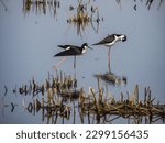 Black-necked stilts  (himantopus mexicanus) striking a reflected pose in Horicon Marsh.