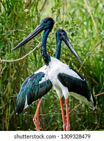 Black-necked Stork (Ephippiorhynchus Asiaticus)