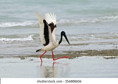 Black-necked Stork (Ephippiorhynchus Asiaticus)