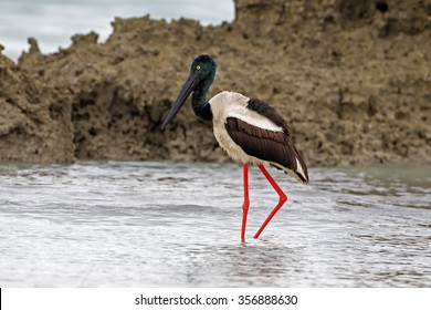 Black-necked Stork (Ephippiorhynchus Asiaticus)