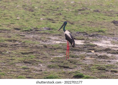 Black-necked Stork (Ephippiorhynchus Asiaticus) At Kaziranga, Assam