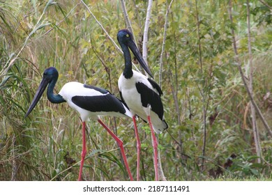 Black-necked Stork (Ephippiorhynchus Asiaticus) At A Local Zoo