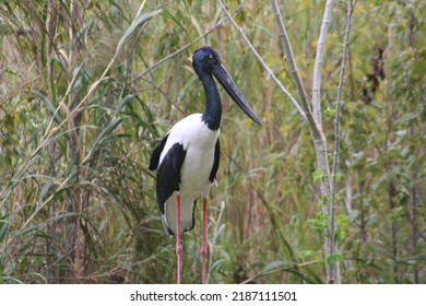 Black-necked Stork (Ephippiorhynchus Asiaticus) At A Local Zoo