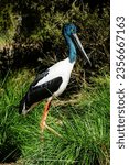 Black-Necked Stork Photo Taken At Healesville Sanctuary