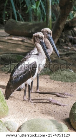 Black-Necked, Storks, Birds, Animals, Australia,