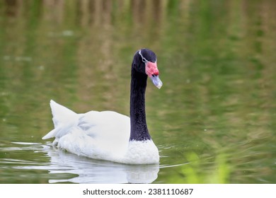 El cisne de cuello negro (Cygnus melancoryphus) es un cisne que es la ave acuática más grande de América del Sur.
El plumaje corporal es blanco con el cuello negro y la cabeza y la cuenta grisácea.