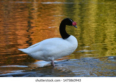 tyfon Opmærksomhed Slapper af Black Necked Swan Images, Stock Photos & Vectors | Shutterstock