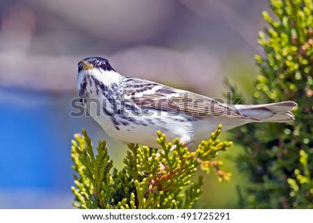 Blackpoll Warbler