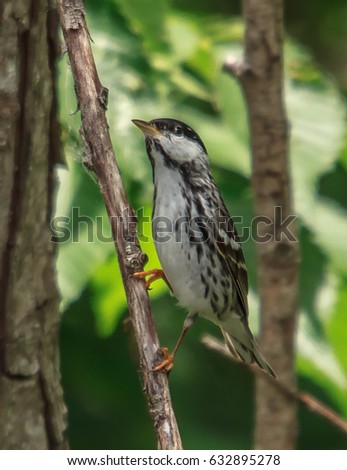 Blackpoll Warbler