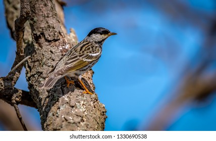 Blackpoll Warbler Magee Marsh Wildlife Area