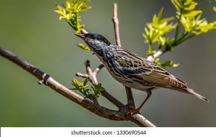Blackpoll Warbler Magee Marsh Wildlife Area