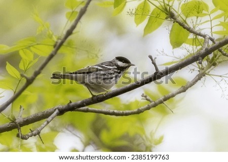 Blackpoll Warbler perching on tree branch closeup
