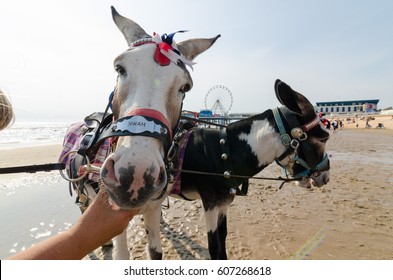 Blackpool, England, 05/05/2016, Grey British Seaside Donkeys Used For Donkey Rides