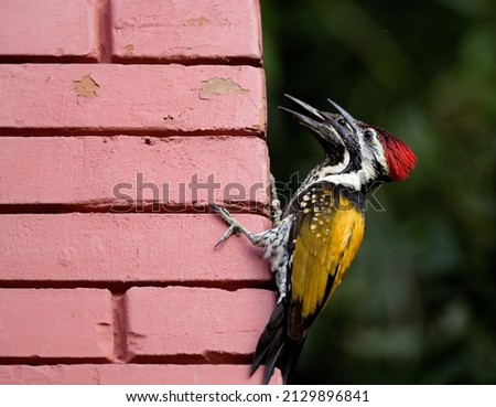  Black-rumped flameback on the brick wall of my house.
