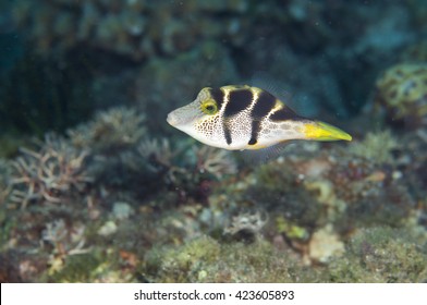 Blacksaddle_filefish Images, Stock Photos & Vectors | Shutterstock