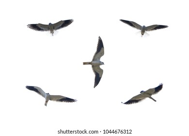 Black-shouldered Kite isolated on white background   - Shutterstock ID 1044676312