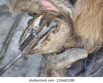 Blacksmith cleaning horse barefooted hoof without horseshoes.  Cutting worn keratin. Animal pedicure. - Powered by Shutterstock