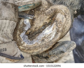 Blacksmith cleaning horse barefooted hoof without horseshoes.  Cutting worn keratin. Animal pedicure. - Powered by Shutterstock