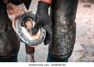 Blacksmith and farrier man working on the hooves of a young saddle horse on a ranch. Hammering a hot horseshoe to a horse's hoof. Rural stable life, animal farm, outdoor job. Animal care.