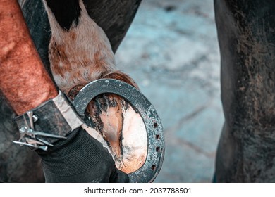 Blacksmith and farrier man working on the hooves of a young saddle horse on a ranch. Hammering a hot horseshoe to a horse's hoof. Rural stable life, animal farm, outdoor job. Animal care.