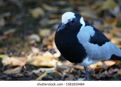 Blacksmith Plover Tropical Birdland UK