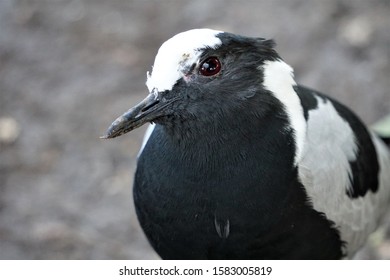 Blacksmith Plover Tropical Birdland UK