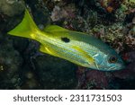 Blackspot snapper Lutjanus ehrenbergii, Saint-Johns reef, red sea