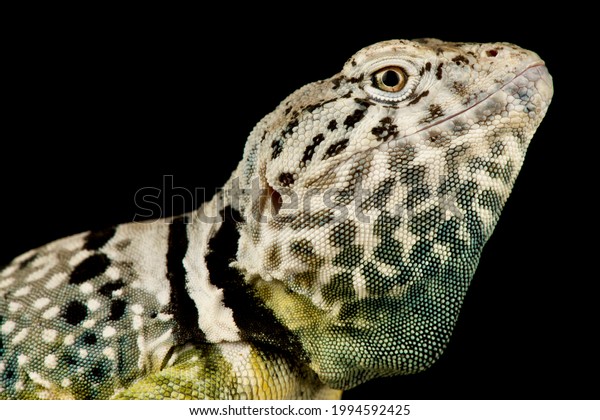 Black-spotted collared lizard\
(Crotaphytus collaris\
melanomaculatus)