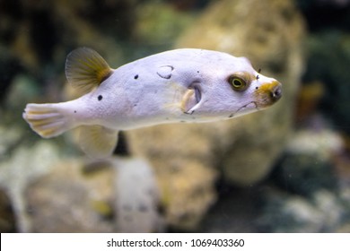 880 Brown puffer Images, Stock Photos & Vectors | Shutterstock