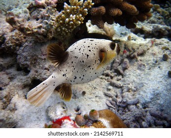 922 Spotted Pufferfish Images, Stock Photos & Vectors | Shutterstock