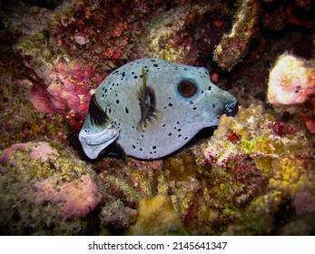 Black-spotted Pufferfish - Arothron nigropunctatus on a coral reef of Maldives