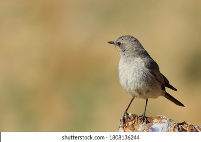 Blackstart (Cercomela Melanura)stands On Rocks