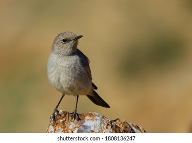 Blackstart (Cercomela Melanura)stands On Rocks