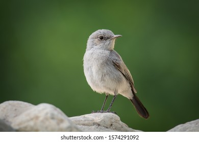 Blackstart In Ein Gedi Nature Reserve