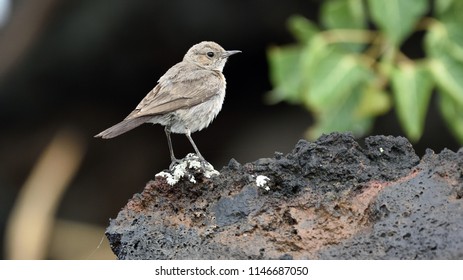 Blackstart, Oenanthe Melanura