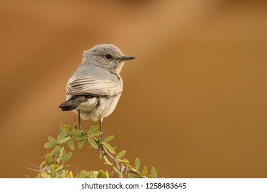 Blackstart / Oenanthe Melanura