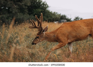 A Blacktail Deer Buck Feeding His Way Through An Urban Park In Victoria BC