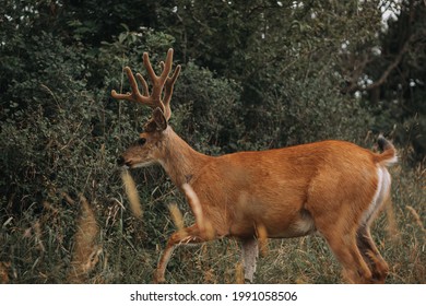 A Blacktail Deer Buck Feeding His Way Through An Urban Park In Victoria BC